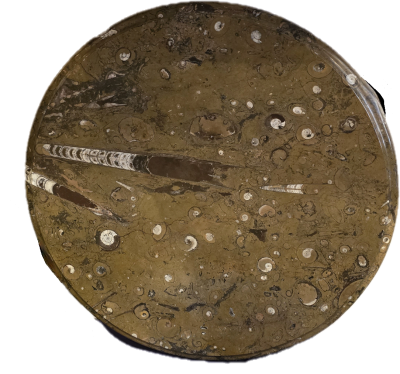 Runder Fossiltisch mit Orthoceras